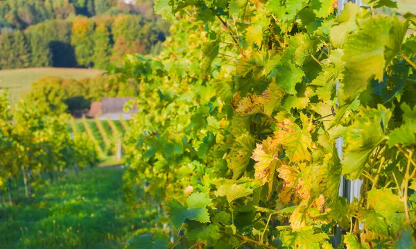 Winnice Wzdłuż South Styrian Wine Road Uroczy Region Granicy Między — Zdjęcie stockowe