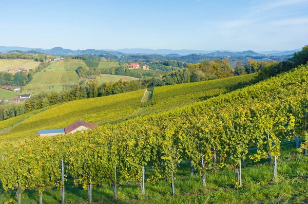 Weinberge Entlang Der Südsteirischen Weinstraße Einer Reizvollen Region Der Grenze — Stockfoto