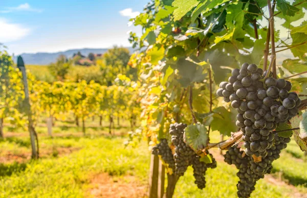 Vinodlingar Längs South Styrian Wine Road Charmig Region Gränsen Mellan — Stockfoto