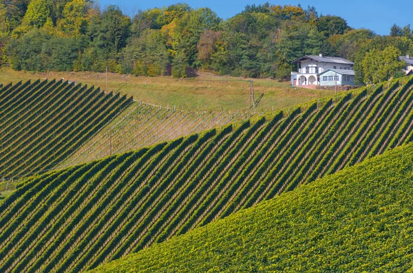 Vineyards along South Styrian Wine Road, a charming region on the border between Austria and Slovenia with green rolling hills, vineyards, picturesque villages and wine taverns