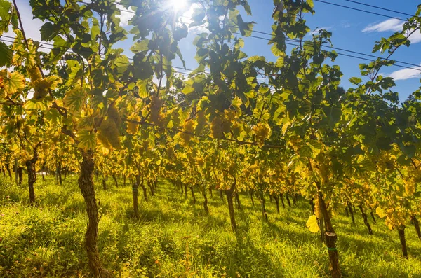 Vineyards South Styrian Wine Road Charming Region Border Austria Slovenia — Stock Photo, Image