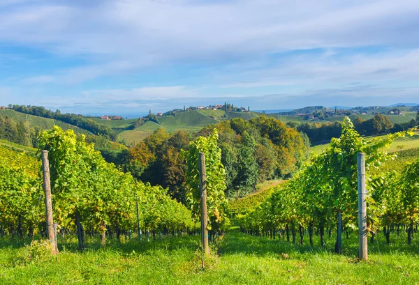 Weinberge Entlang Der Südsteirischen Weinstraße Einer Reizvollen Region Der Grenze — Stockfoto