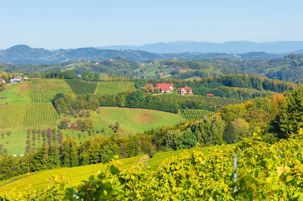 Weinberge Entlang Der Südsteirischen Weinstraße Einer Reizvollen Region Der Grenze — Stockfoto