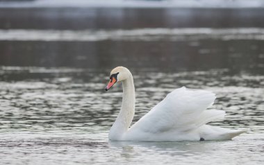 Kışın nehirde yüzen zarif bir kuğu. Seçici odak