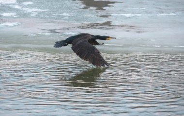 Büyük siyah karabatak (Phalacrocorax carbo) kışın donmuş nehrin üzerinde uçar. Seçici odak