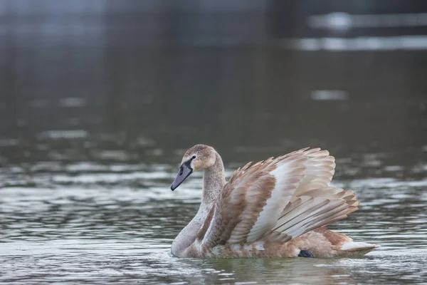 Elegante Cisne Nadando Río Invierno Enfoque Selectivo — Foto de Stock