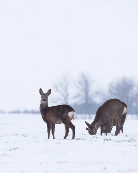 Groep Delicate Wilde Herten Dama Dama Het Winterlandschap Het Veld — Stockfoto