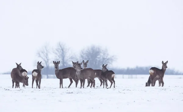 Group Delicate Wild Deer Dama Dama Winter Landscape Field Forest — Stock Photo, Image