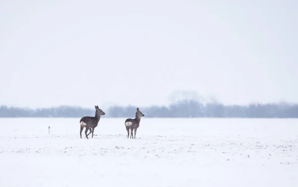 Groep Delicate Wilde Herten Dama Dama Het Winterlandschap Het Veld — Stockfoto