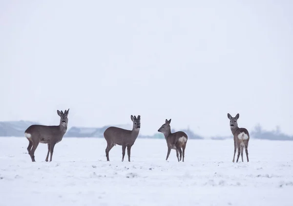 Group Delicate Wild Deer Dama Dama Winter Landscape Field Forest — Stock Photo, Image