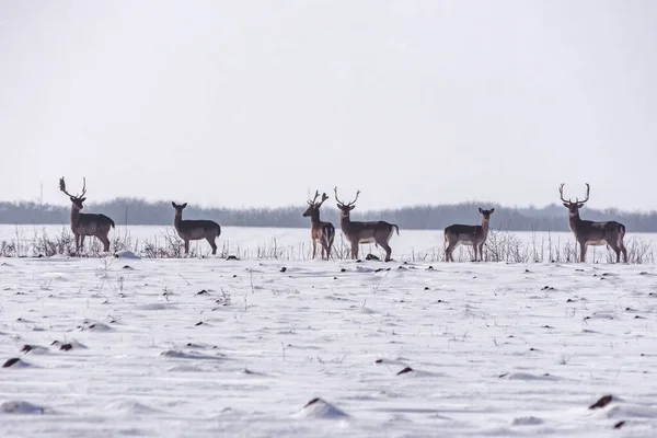 Groep Wilde Herten Dama Dama Het Winterlandschap Het Veld Buiten — Stockfoto