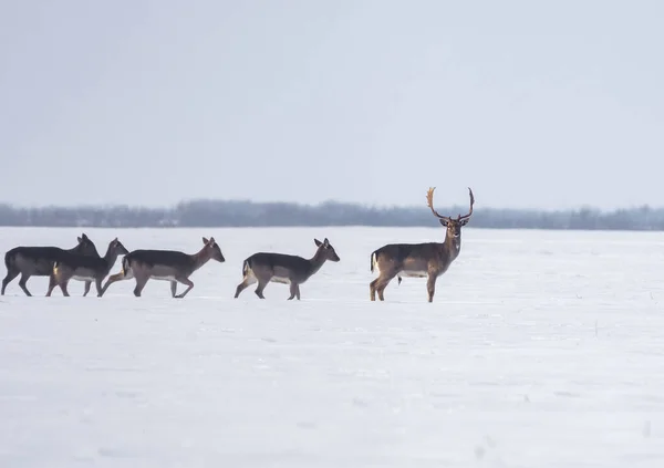 Group Wild Deer Dama Dama Winter Landscape Field Forest — Stock Photo, Image