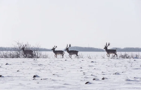 Groep Wilde Herten Dama Dama Het Winterlandschap Het Veld Buiten — Stockfoto