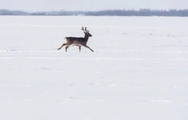 冬の風景 森の外のフィールド上の野生の鹿 — ストック写真