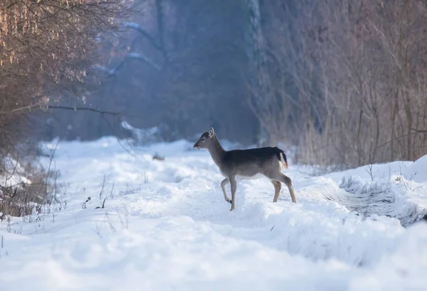 stock image Wild deer (dama dama) in winter landscape, in the forest