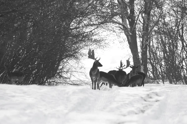 Grupo Veados Selvagens Paisagem Inverno Campo Fora Floresta — Fotografia de Stock