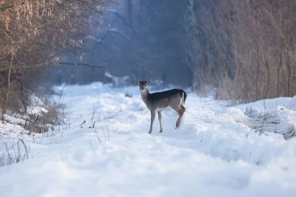 Dziki Jeleń Dama Dama Zimowym Krajobrazie Lesie — Zdjęcie stockowe