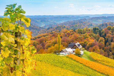 Avusturya ile Slovenya sınırında kayan tepeler, pitoresk köyler ve şarap tavernaları bulunan büyüleyici bir bölge olan Güney Styria üzüm bağlarında (Avusturya Tuscany) sonbahar mevsimi. Seçici odak