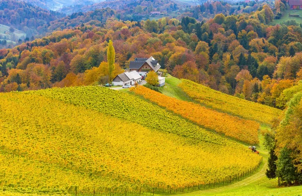 Podzimní Krajina Vinicemi Jižního Štýrska Známé Jako Rakouské Toskánsko Půvabná — Stock fotografie