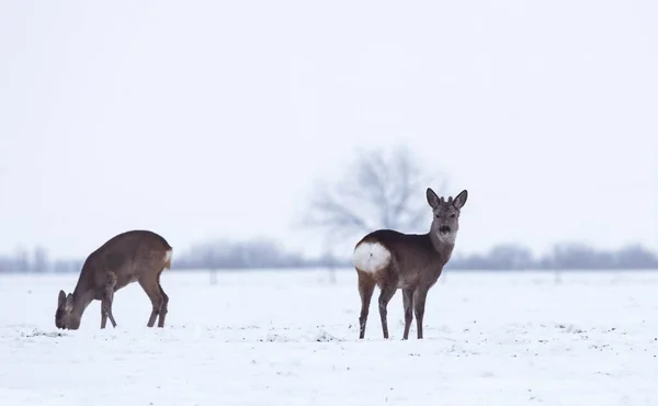 Groep Delicate Wilde Herten Dama Dama Het Winterlandschap Het Veld — Stockfoto