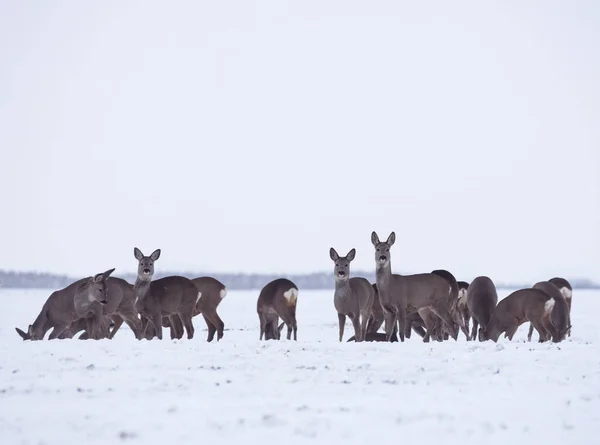 Group Delicate Wild Deer Dama Dama Winter Landscape Field Forest — Stock Photo, Image
