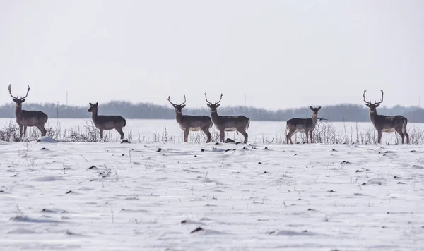 Grupo Veados Selvagens Dama Dama Paisagem Inverno Campo Fora Floresta — Fotografia de Stock