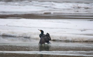 Büyük siyah karabatak (Phalacrocorax carbo) kış manzarasında. Seçici odak