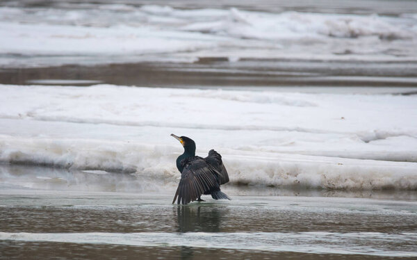 The great black cormorant (Phalacrocorax carbo) in winter landscape. Selective focus