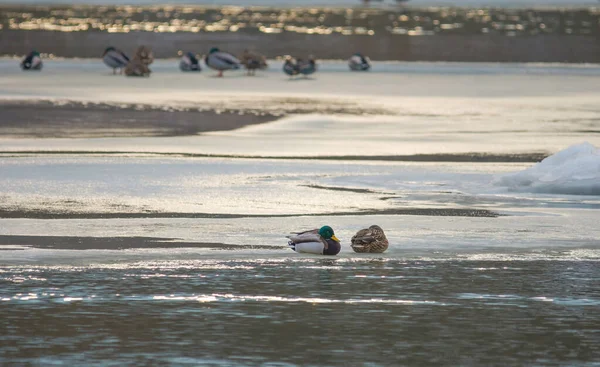 Patos Mallard Anas Platyrhynchos Descansando Orilla Del Río Invierno Enfoque — Foto de Stock