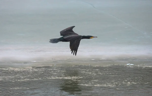 Gran Cormorán Negro Phalacrocorax Carbo Volando Sobre Río Congelado Invierno — Foto de Stock
