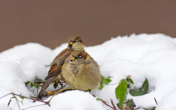 Bruant Moineau Domestique Passer Domesticus Assis Sur Une Branche Hiver — Photo