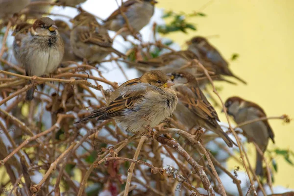 Chlupatý Dům Vrabec Nebo Passer Domesticus Sedí Větvi Zimě — Stock fotografie