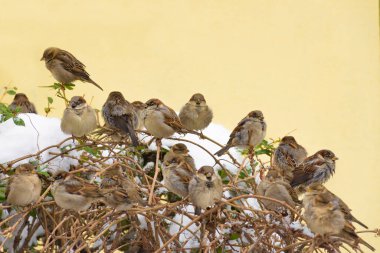 Kışın bir dalda oturan tüylü ev serçesi (veya Passer domesticus)