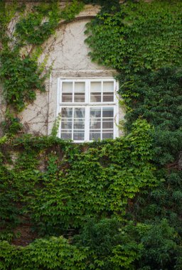 Yeşil yapraklı soyut arkaplan ve doku