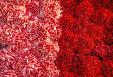 Kırmızı ve pembe çiçek açan karanfil çiçek arkaplanı. Seçici odak