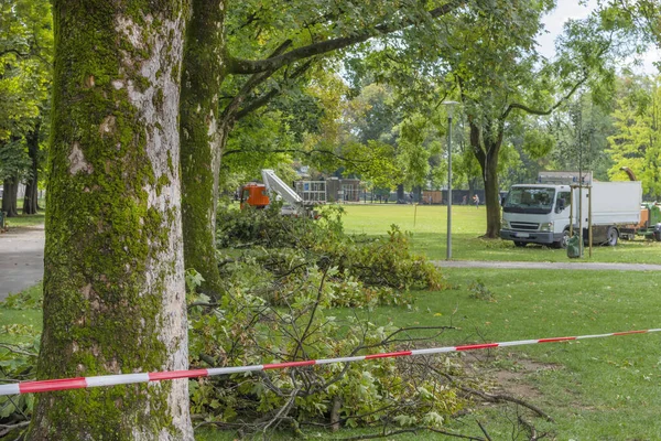Fırtına hasarı yüzünden parktaki uyarı bandı. Güçlü bir yaz fırtınası ve Avusturya 'nın Graz kentinde esen rüzgârdan sonra devrilen ağaç. Seçici odak
