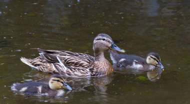Güzel dişi ördek Mallard vahşi ördeği (Anas platyrhynchos, Anatidae) bir gölün sularında ördek yavrularıyla