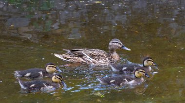 Güzel dişi ördek Mallard vahşi ördeği (Anas platyrhynchos, Anatidae) bir gölün sularında ördek yavrularıyla