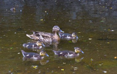 Güzel dişi ördek Mallard vahşi ördeği (Anas platyrhynchos, Anatidae) bir gölün sularında ördek yavrularıyla