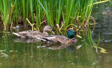 Güzel renkli Mallard vahşi ördeği (Anas platyrhynchos, Anatidae) bir gölün sularında