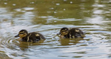Güzel ve sevimli Mallard ördekleri (Anas platyrhynchos, Anatidae) bir gölün sularında.