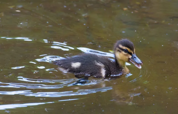 Красивые Милые Утята Маллардов Anas Platyrhynchos Anatidae Водах Озера — стоковое фото