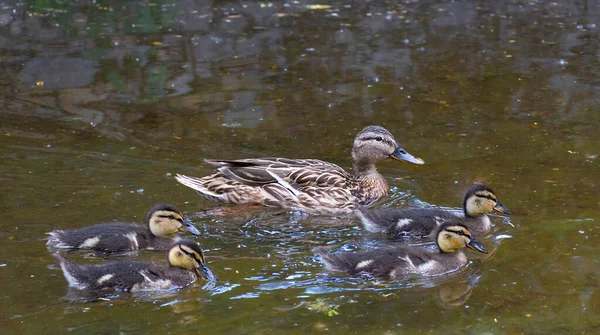 Hermosa Hembra Mallard Pato Salvaje Anas Platyrhynchos Anatidae Con Patitos — Foto de Stock