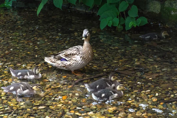 Красива Жіноча Дика Качка Mallard Anas Platyrhynchos Anatidae Каченятами Водах — стокове фото