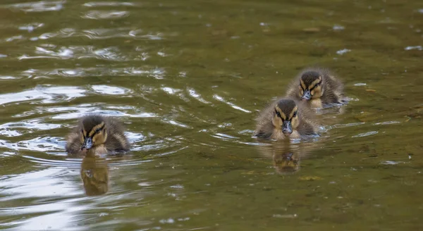 Красиві Милі Каченята Малларда Anas Platyrhynchos Anatidae Водах Озера — стокове фото