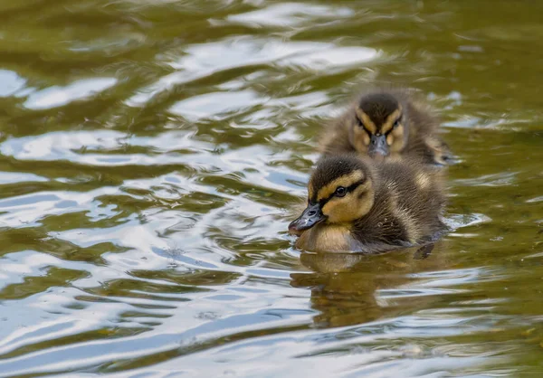 Hermosos Lindos Patitos Mallard Anas Platyrhynchos Anatidae Aguas Lago — Foto de Stock