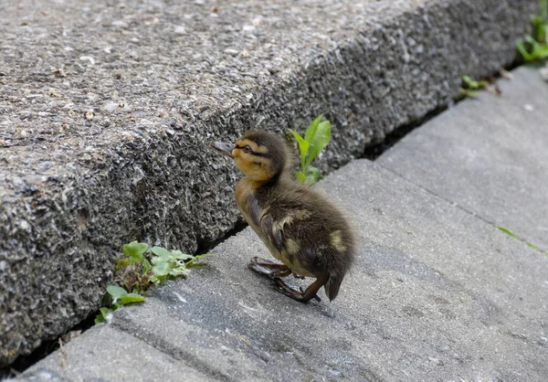 Hermosos Lindos Patitos Mallard Anas Platyrhynchos Anatidae Enfoque Selectivo — Foto de Stock