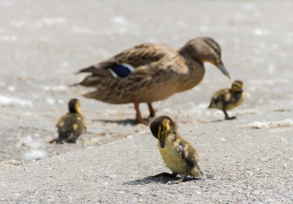 Hermosa Hembra Mallard Pato Salvaje Anas Platyrhynchos Anatidae Con Patitos — Foto de Stock