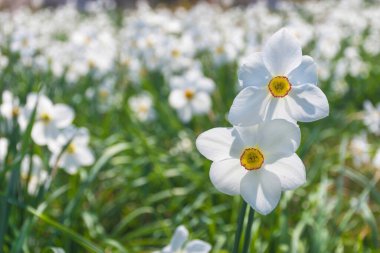 Güzel narsist çiçekler, parkta beyaz nergisler ya da güneşli bir bahar gününde bahçe. Seçici odak