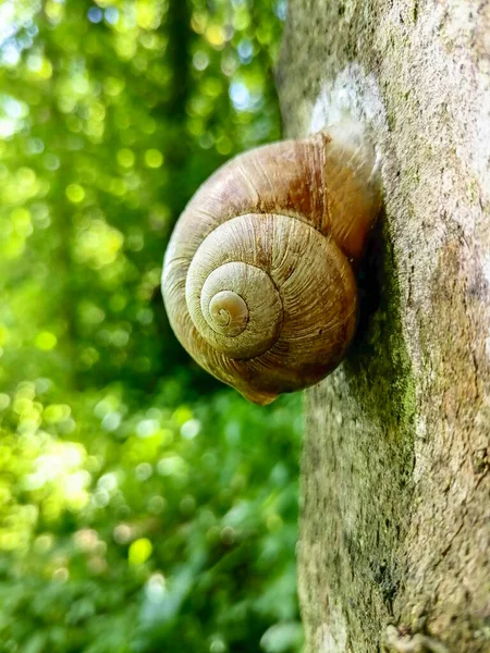 Snail Shell Tree Forest Summer Closeup — Stock Photo, Image